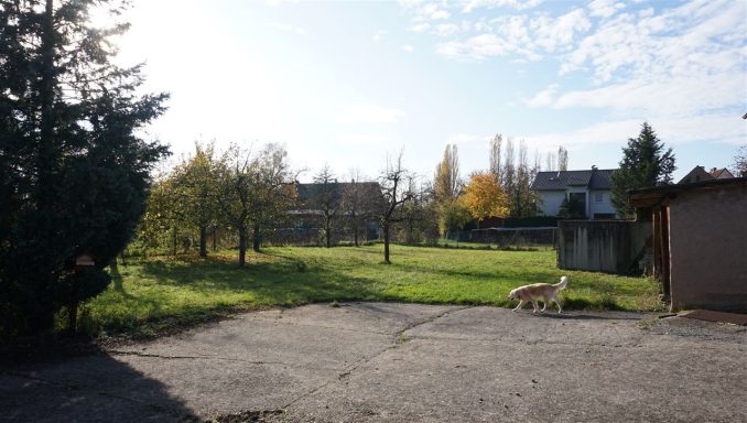 Grüne Wiese mit Bäumen, im Hintergrund ein Gebäude und blauer Himmel.